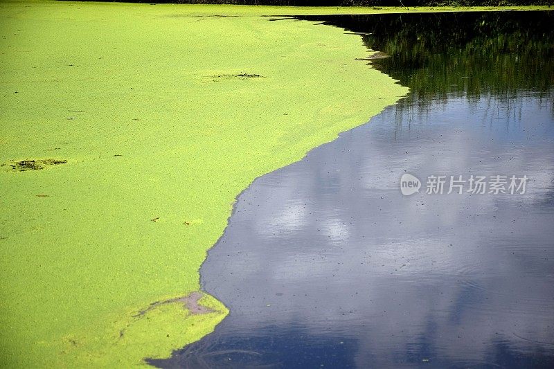 水藻漂浮在河面上。