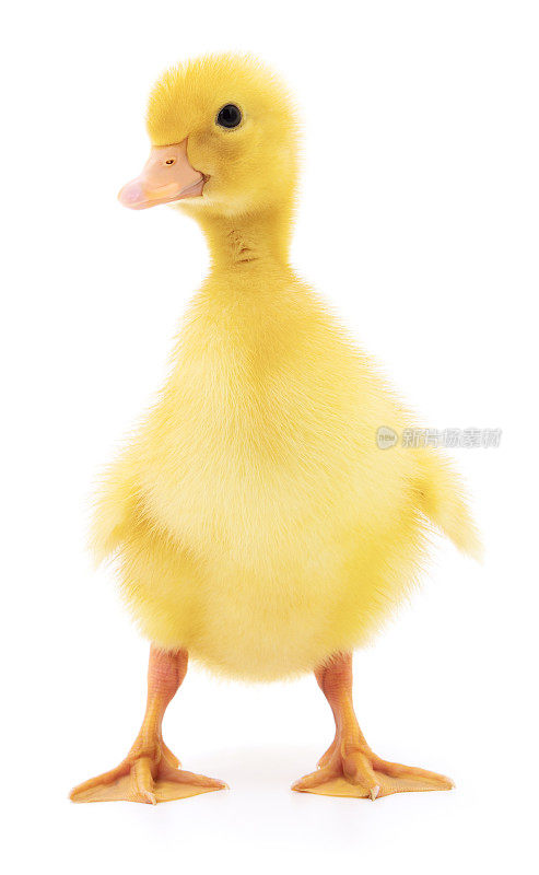 一个黄色的小鸭子。