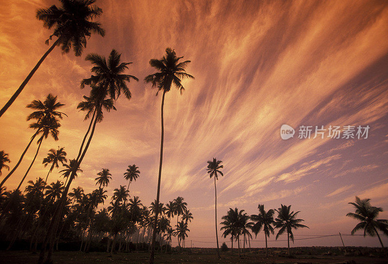 斯里兰卡hikkaduwa椰子种植园