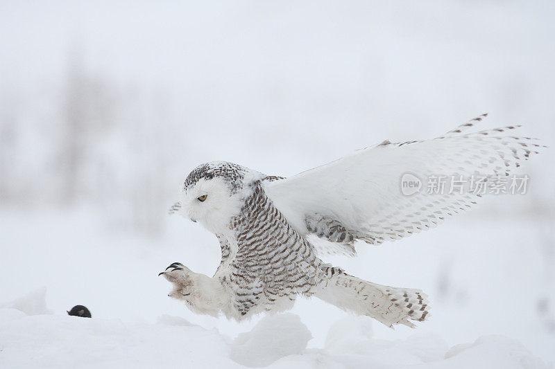 雪鸮