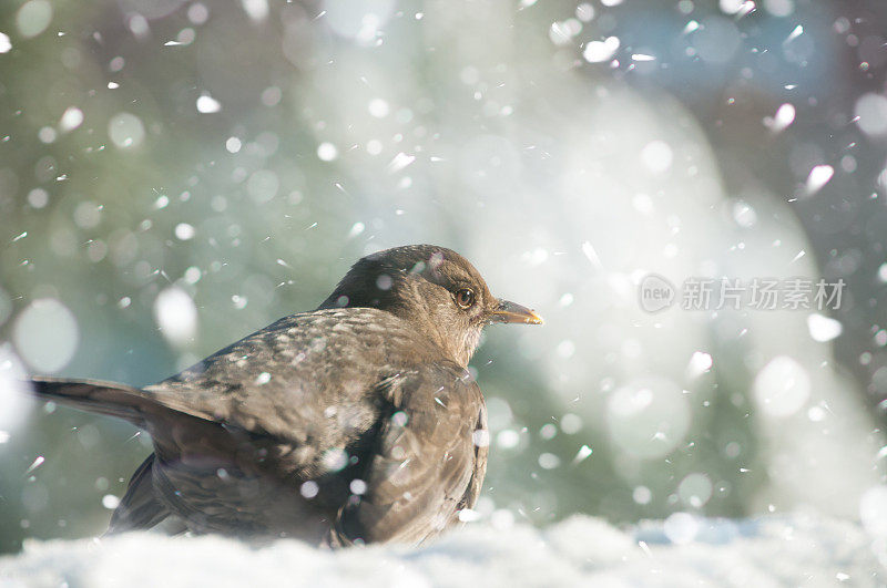 女黑鸟坐在雪中，而飘落的雪花