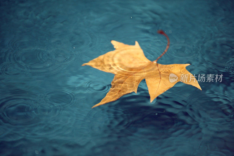 下雨天在水里的黄色叶子