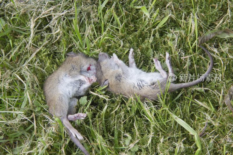 草里的两只死老鼠被猫捉到