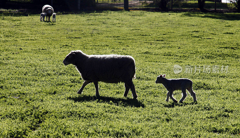 绵羊和小羊