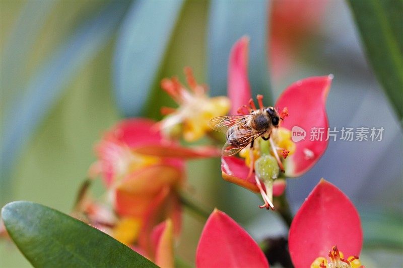 蜜蜂在牙买加一品红花上的特写图像