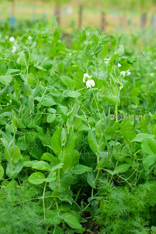 青豌豆