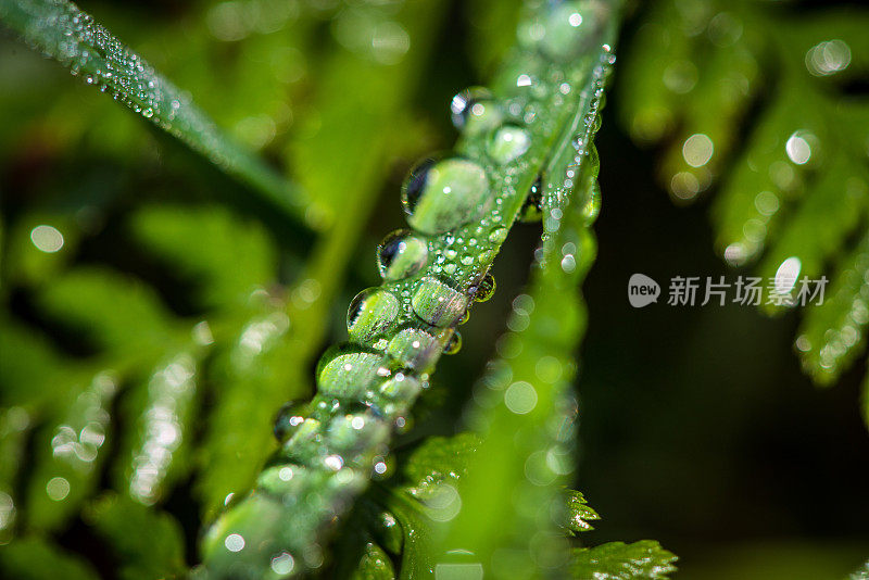 晨露在草绿的大自然背景上