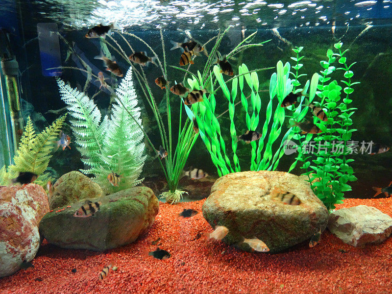 热带水族鱼缸形象，塑料植物，砂砾，老虎倒刺