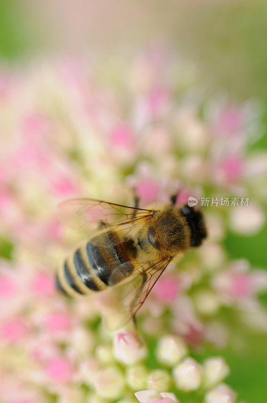 蜜蜂的视野