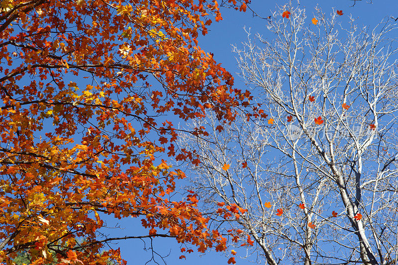 秋叶吹落树
