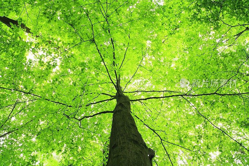 绿树-向上看
