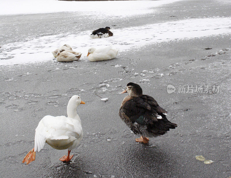 鸭子在谈话中