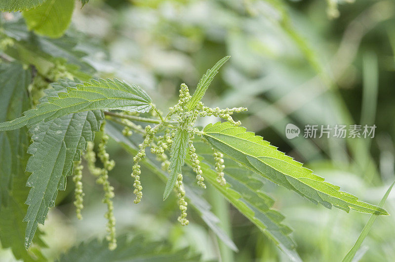 小荨麻荨麻属dioica