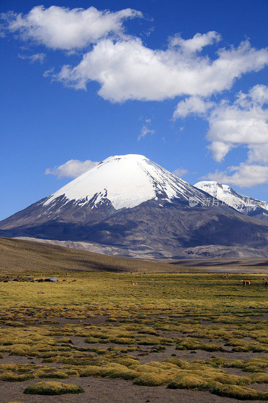 智利的帕利纳科塔火山-肖像