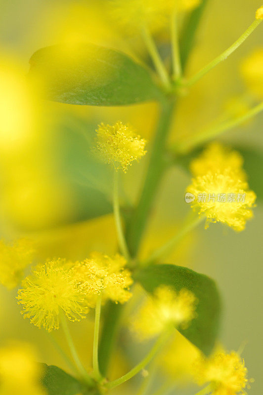 相思的花朵特写镜头