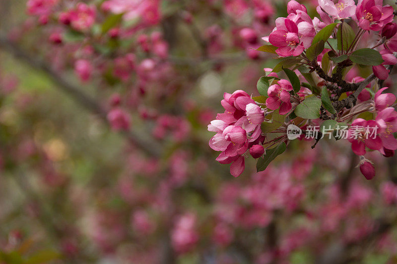 深粉红色的海棠花在树上与散焦的背景。