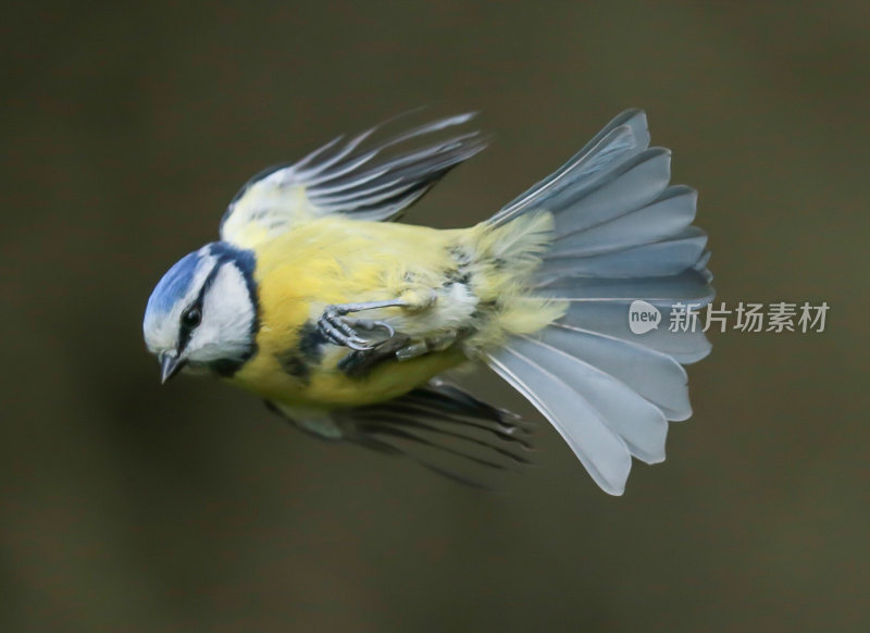 蓝冠山雀