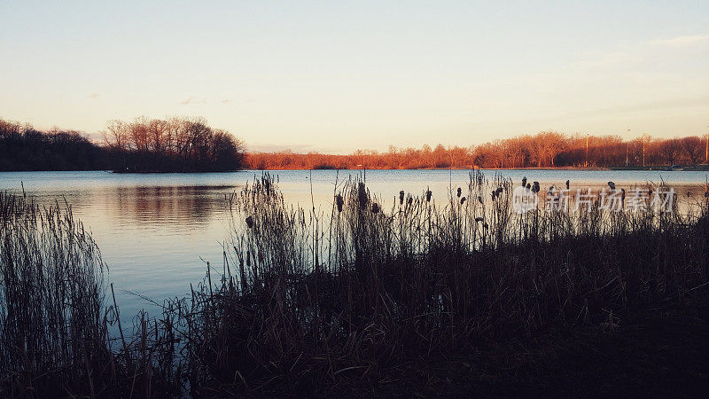 干香蒲剪影，柯林斯公园池塘水，日落，斯克内克塔迪，纽约