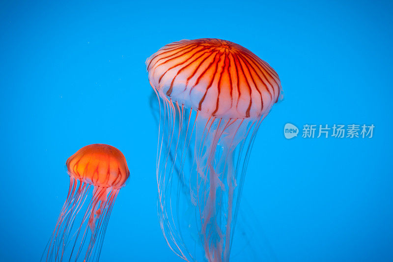 两个条纹橙色水母漂浮在蓝色背景的水