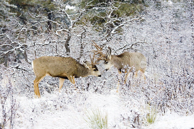 在冬季雪中与科罗拉多骡鹿战斗