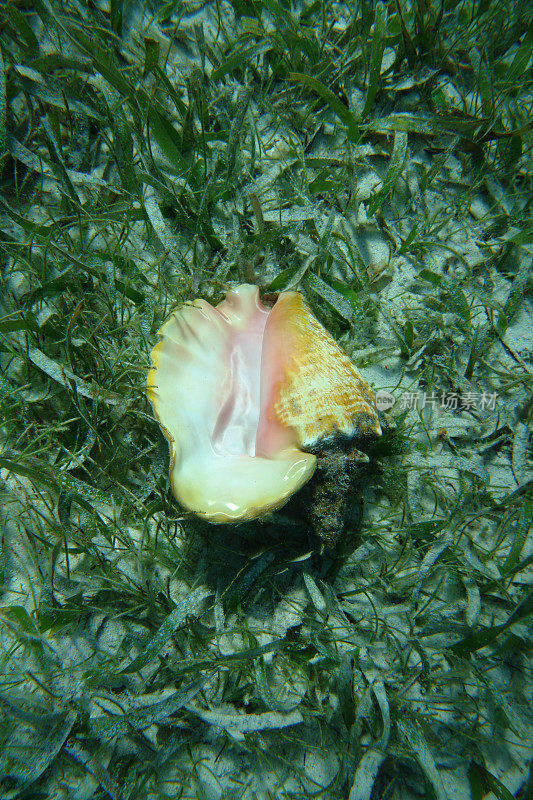 水下海螺壳