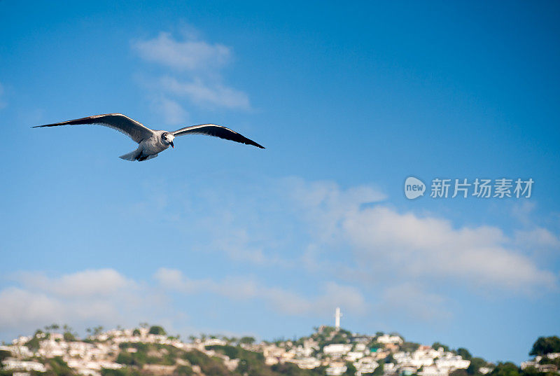 海鸥飞过阿卡普尔科