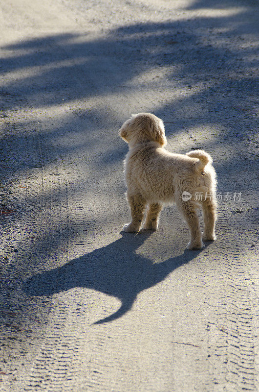 金毛猎犬小狗影子