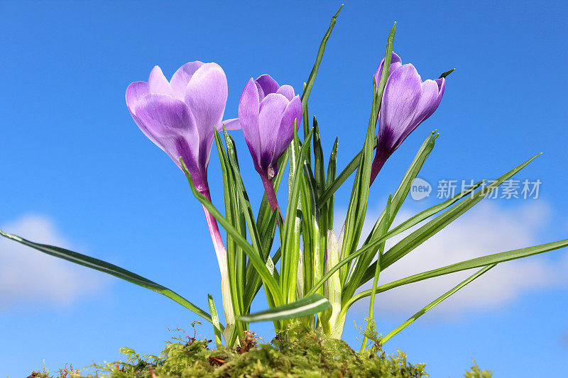 淡紫色的番红花在蓝天的背景下开花