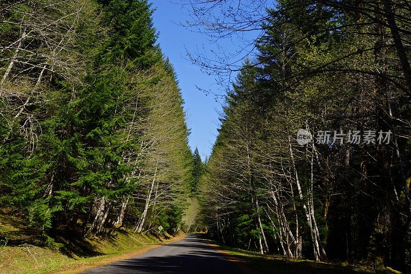 吉福德平肖森林路90号