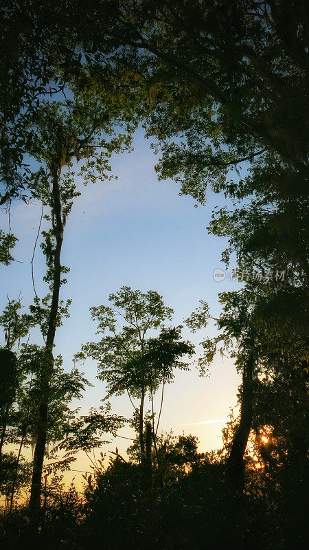 黄昏黄昏的树木剪影，萨凡纳国家野生动物保护区，佐治亚州