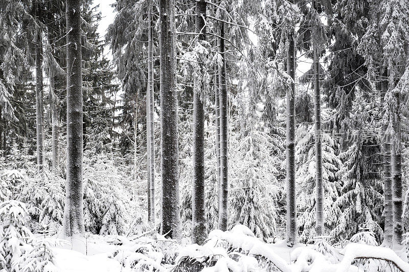 森林里的雪