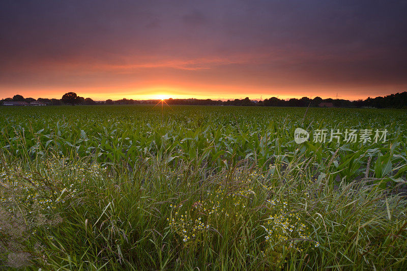 浪漫的天空和麦田里的夕阳