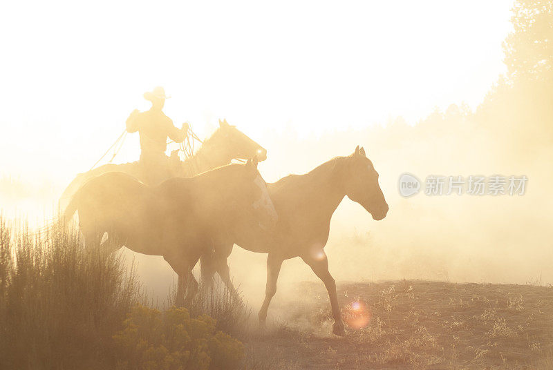 背光照亮了夕阳下牛仔围拢马匹的场景――尘土飞扬
