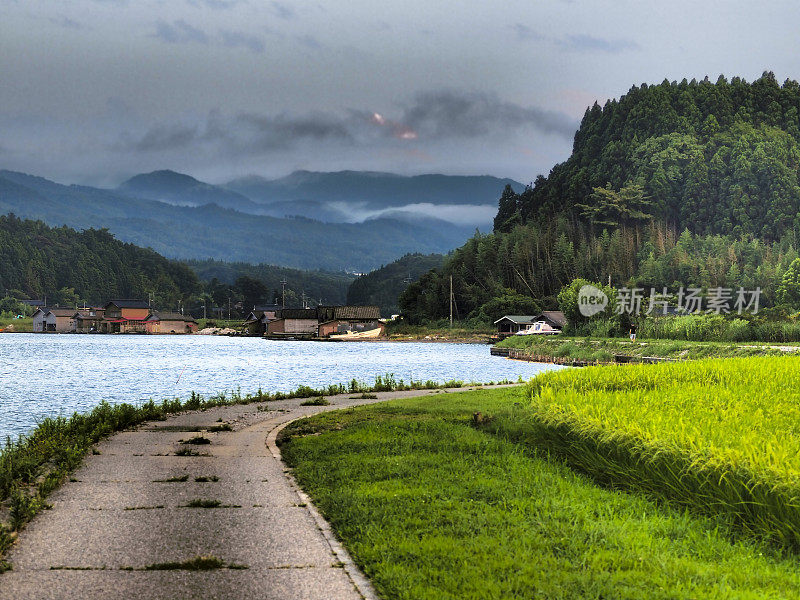 日本佐渡岛加茂湖附近的稻田