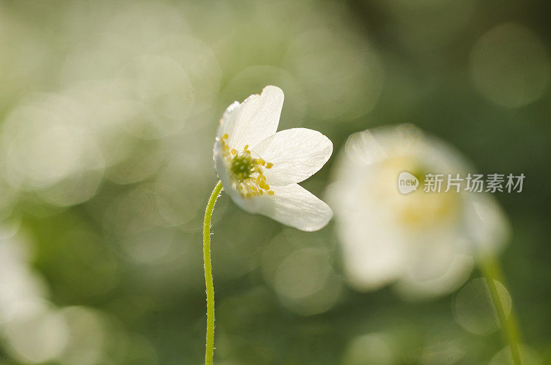 美丽的银莲花在春天的森林，特写