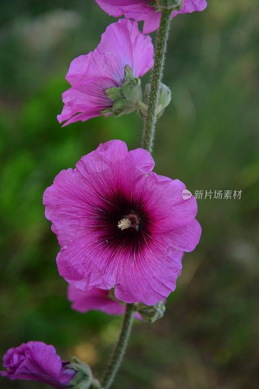 粉红色开花植物特写镜头