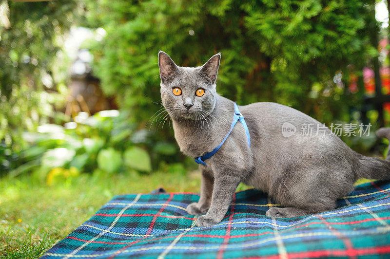 夏特鲁猫在夏天