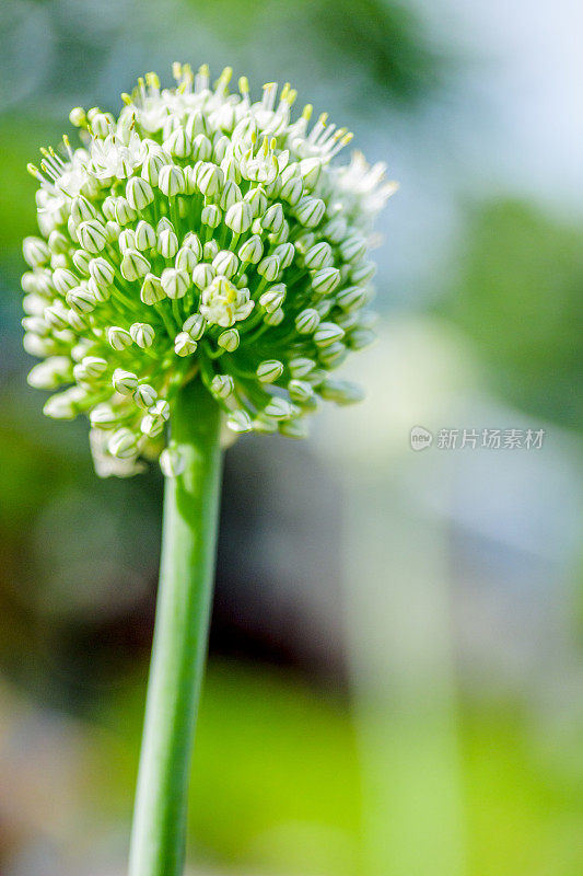 魁北克大蒜花