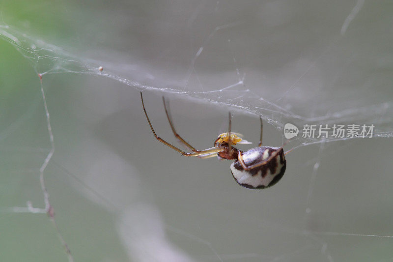 小蜘蛛在网上