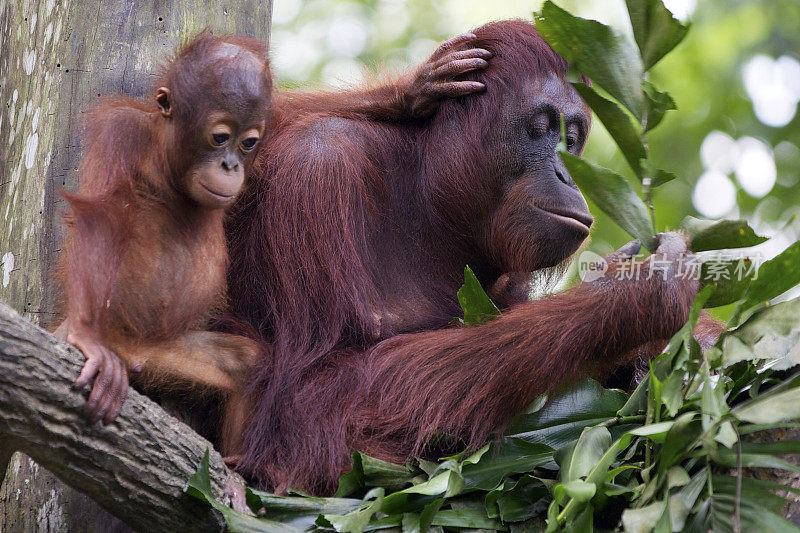 猩猩妈妈和她的孩子