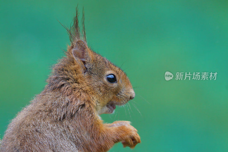 松鼠的肖像