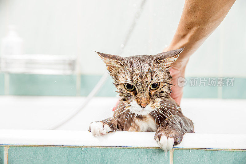 在浴缸里洗澡的猫