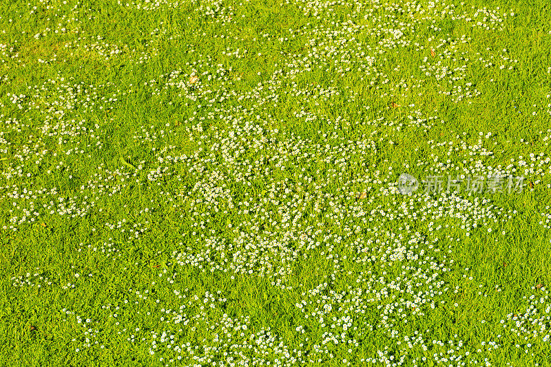春天绿色草坪上的白色雏菊