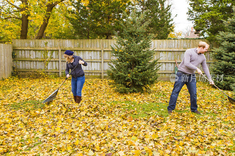 年轻夫妇在院子里耙树叶。秋天的颜色