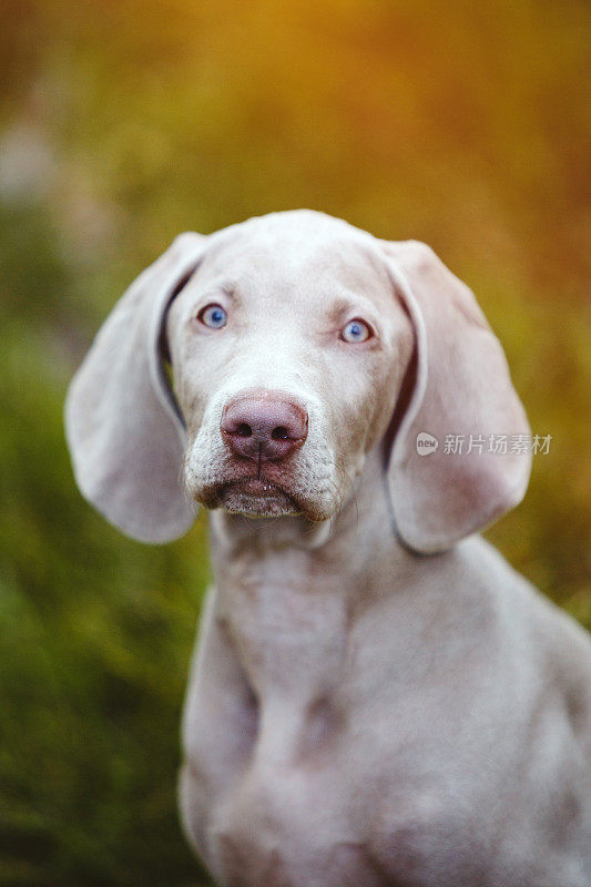 魏玛猎狗幼犬