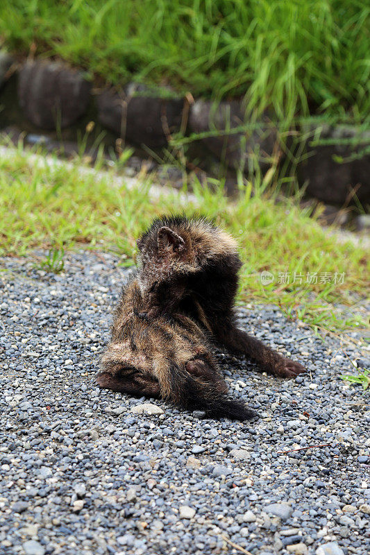 日本:代代木公园里的浣熊狗