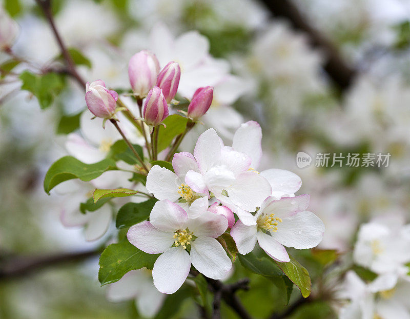 花蕾和苹果花