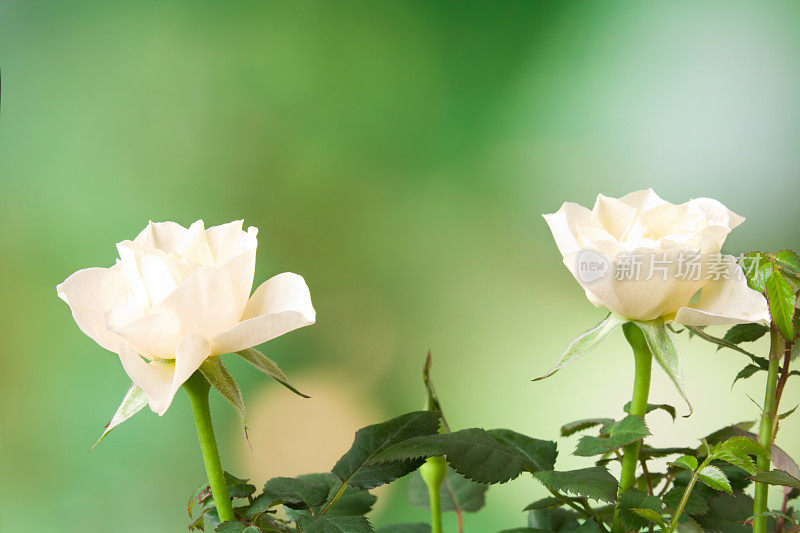 特写白花。(景深较浅)