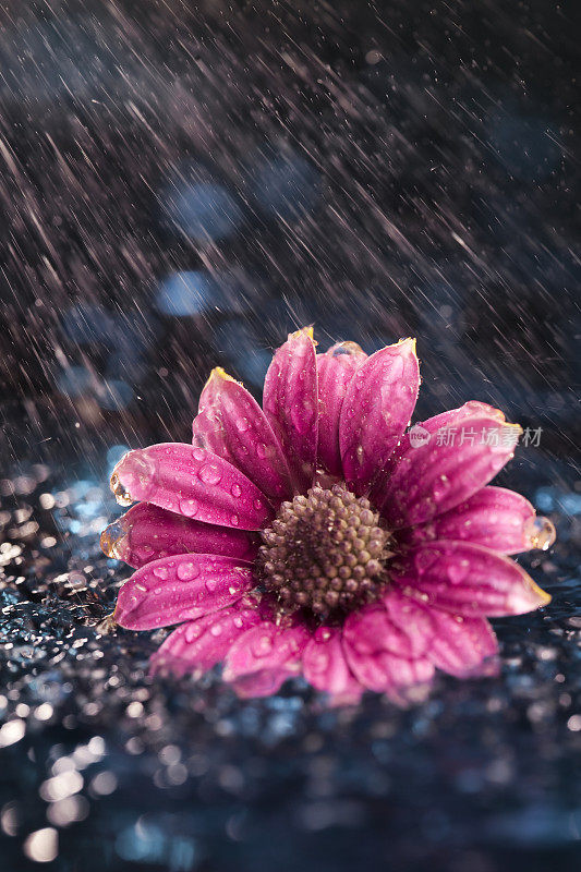 花在雨中落下