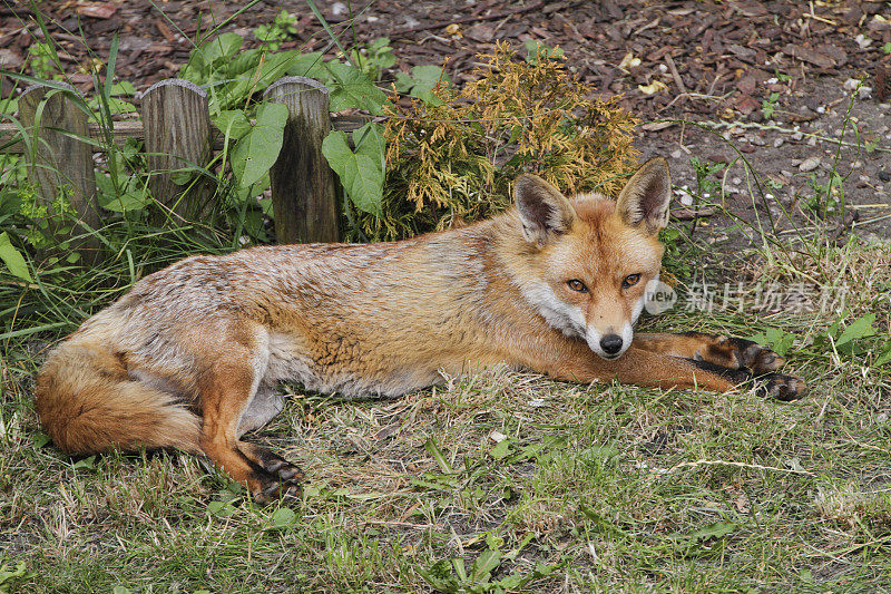 城市狐狸躺在伦敦花园